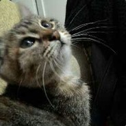 🆂🆃🆄🆁🅼Katze