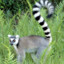 LEMUR