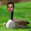 Goose_Gosling