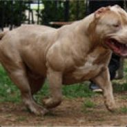 MaxiitooPro
