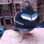 Matiz_PL