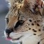 drunkserval