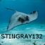 stingray132