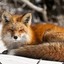 Sir_fox