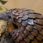 Pangolin