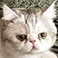 meow