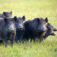 30-50 feral hogs