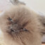 Miss Mittens
