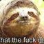 Slow Sloth