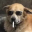 Dog Smoking a Fackin Dart