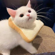 SSD-『弑神殿』雪雪