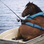 fat horse