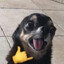 Dogxic