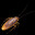 -roach-