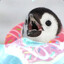 Pendguin