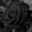 BlackRose