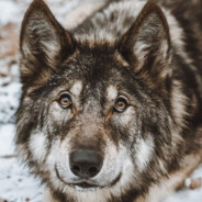 blackwolfs