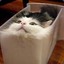 Cat-liquid