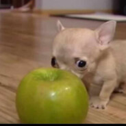 Bojowe zadanie fchuj