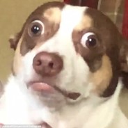 Mr BUBZ