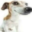 schirlidog