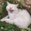 NEKO グッ
