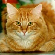 Šǻñşãηϊĉħ™