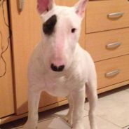 ∑ŁÎXĆ¥R reprend