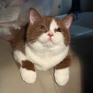 CustarD