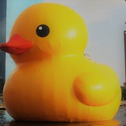 KingDucky