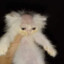 Miau Miau Miau