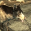 dogmeat ฅ՞•ﻌ•՞ฅ