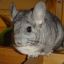 Chinchilla