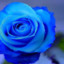 BlueRose