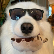 芝士屁屁猪（冬眠版