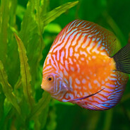 ✝︎✝︎✝︎✝