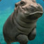 Hippo