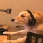 Devourer of gurks