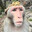 Kingmonkey