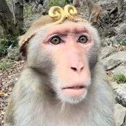 Kingmonkey