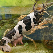 Orconectes limuuuuusus