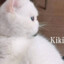 糖kiki