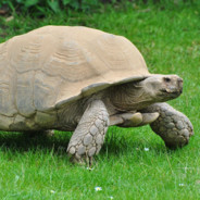 Distracted Turtle