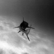 Woddysse - steam id 76561199059265768