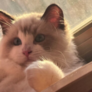 ٩(๑•̀ω•́๑)۶