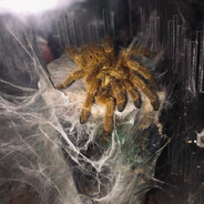 WeBnet