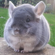 Sh0lf - steam id 76561198137977296