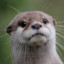 Loutre2mer