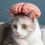 Catbrain