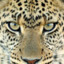 Leopardo